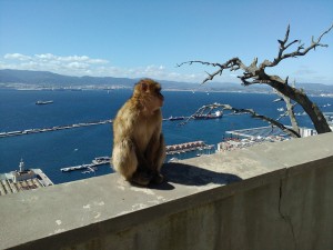 La vue de Gibraltar avec monsieur singe